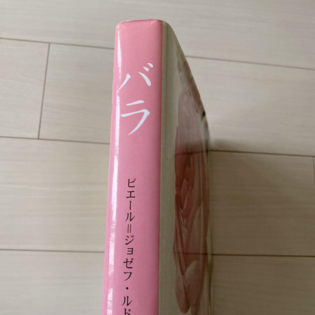 バラ　ルドゥーテ