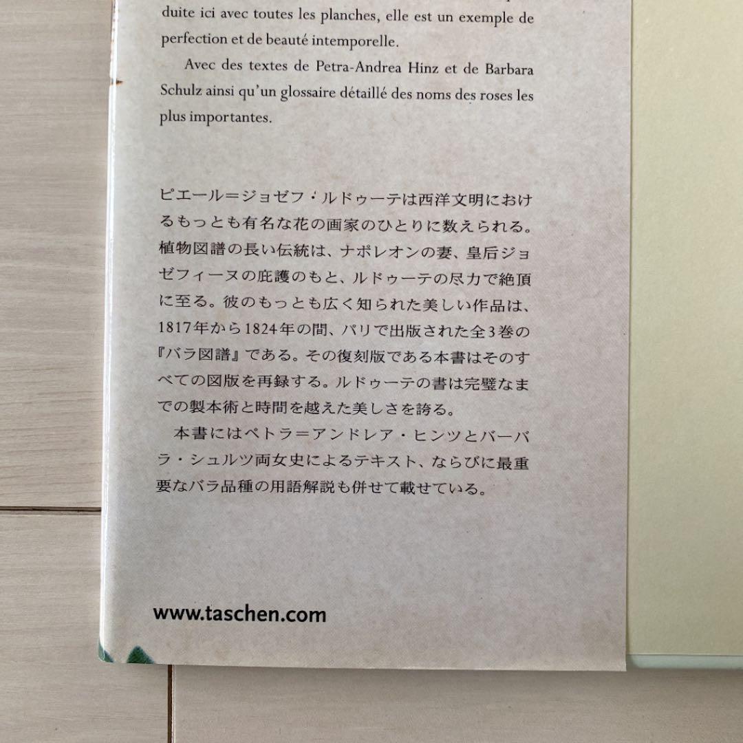 バラ　ルドゥーテ