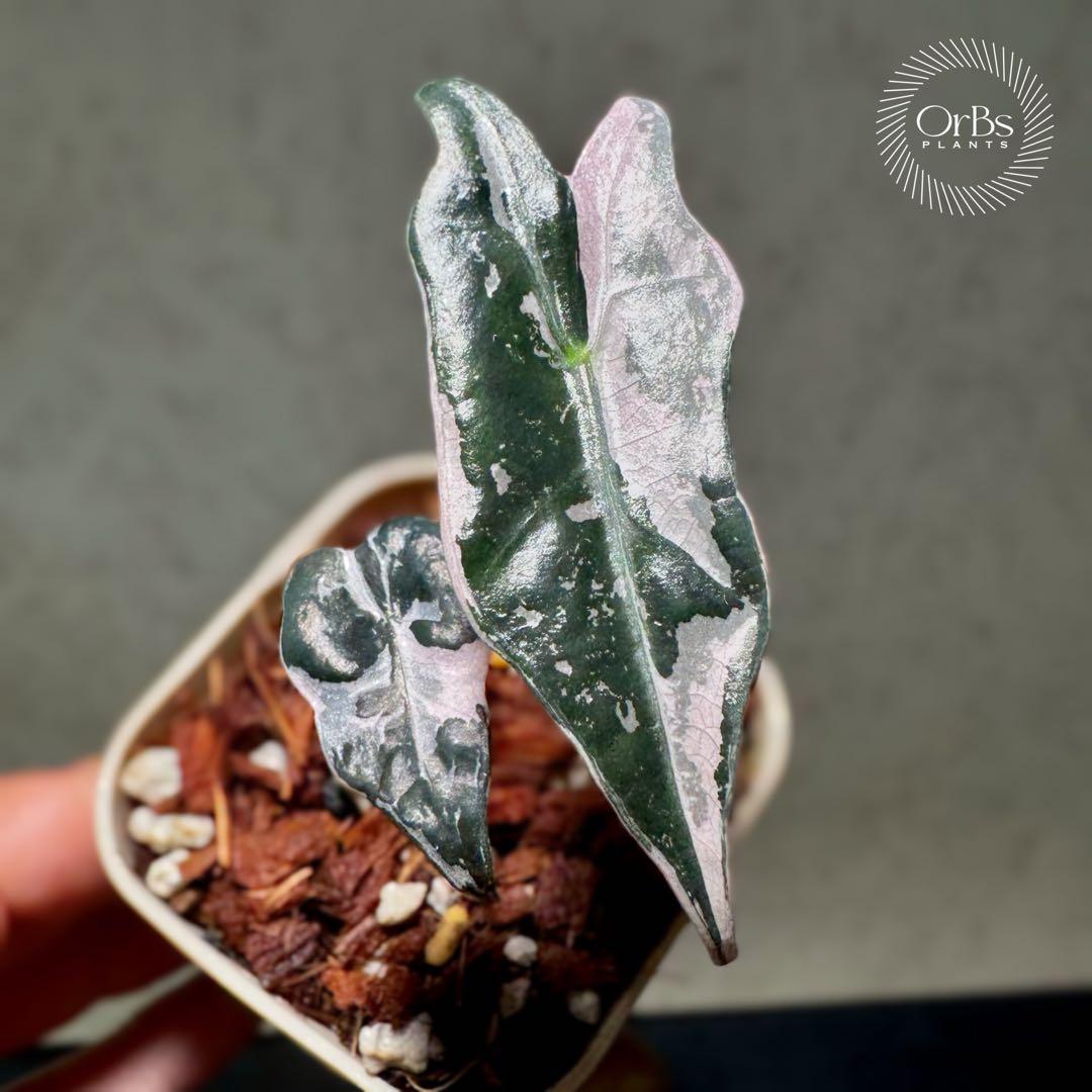 最終価格【芋から育成】アロカシア ノビリス ピンク斑入り 良斑 ※鉢のまま発送