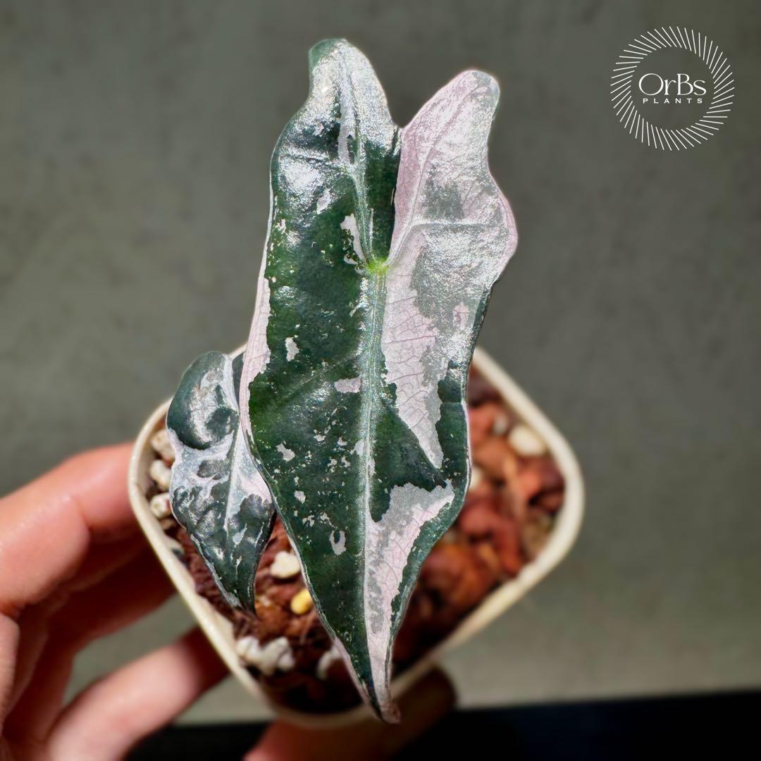 最終価格【芋から育成】アロカシア ノビリス ピンク斑入り 良斑 ※鉢のまま発送