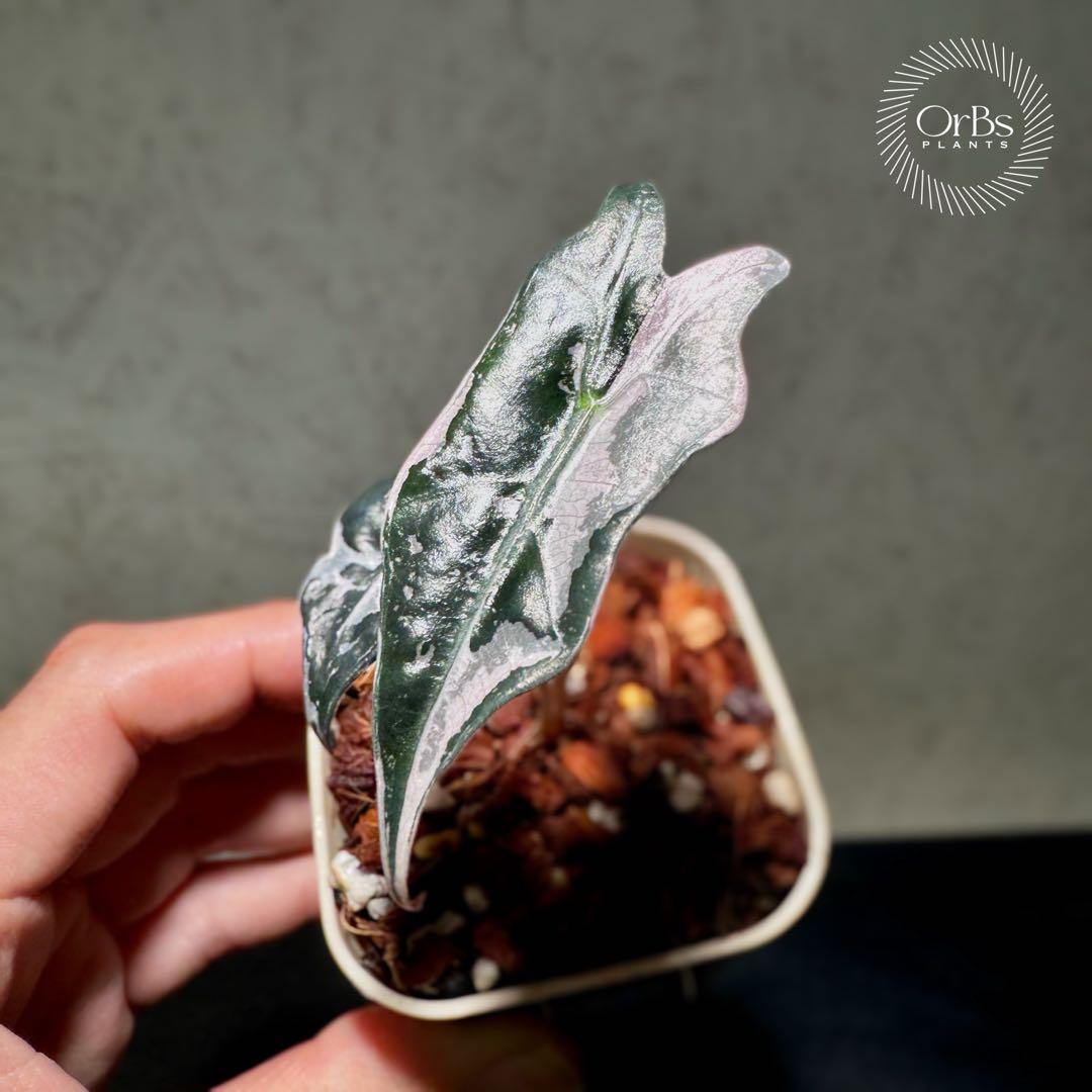 最終価格【芋から育成】アロカシア ノビリス ピンク斑入り 良斑 ※鉢のまま発送