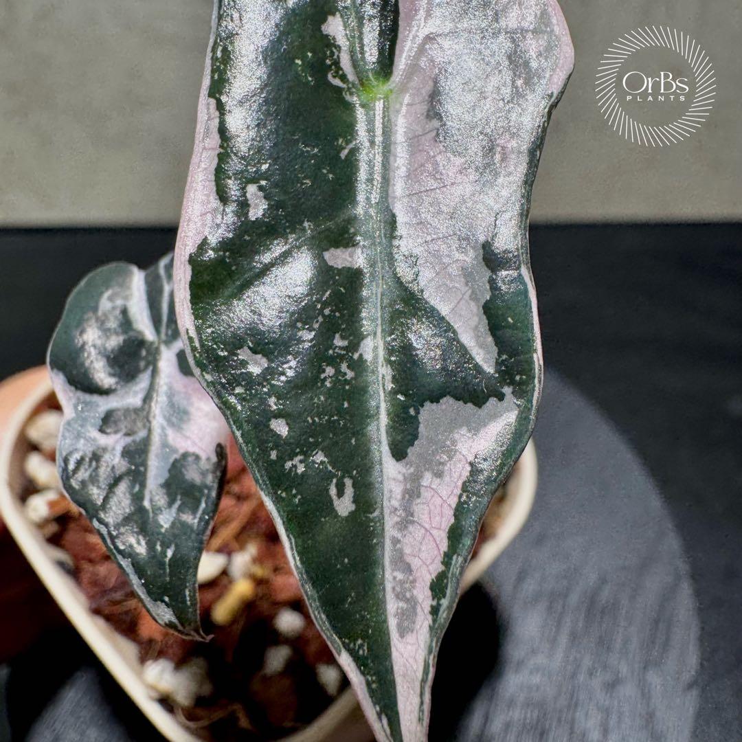 最終価格【芋から育成】アロカシア ノビリス ピンク斑入り 良斑 ※鉢のまま発送