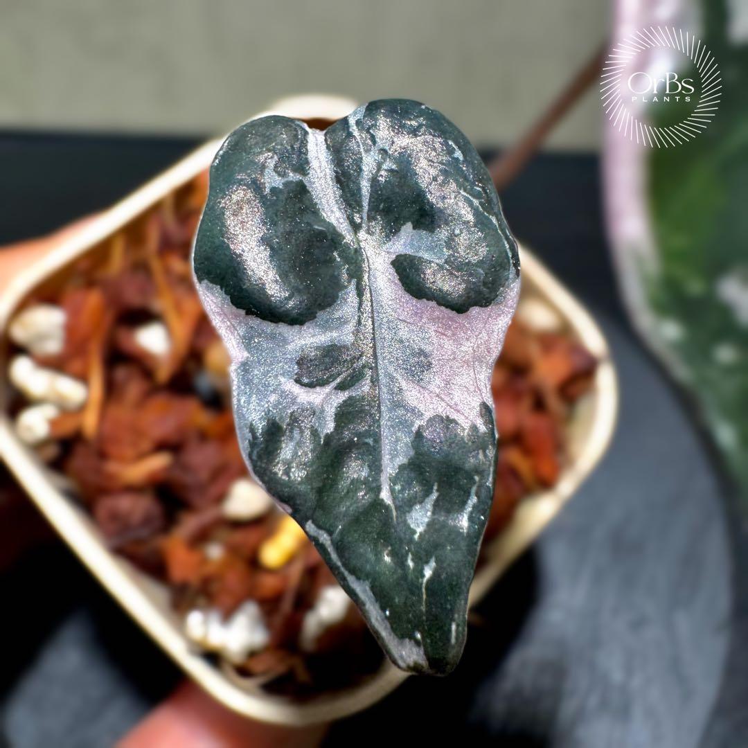 最終価格【芋から育成】アロカシア ノビリス ピンク斑入り 良斑 ※鉢のまま発送