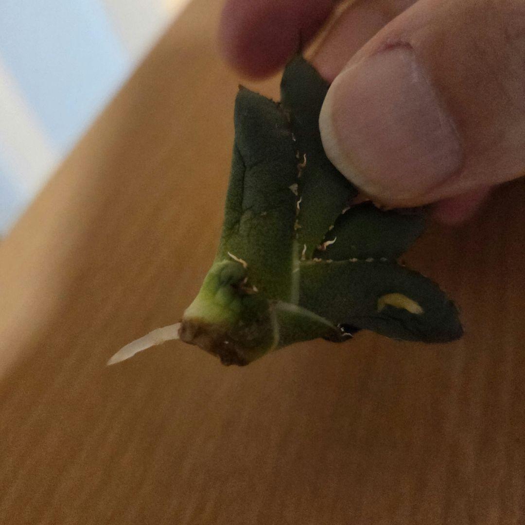 【発根済】アガベ　スーパーチタノタ　バケモノ　悪魔くん