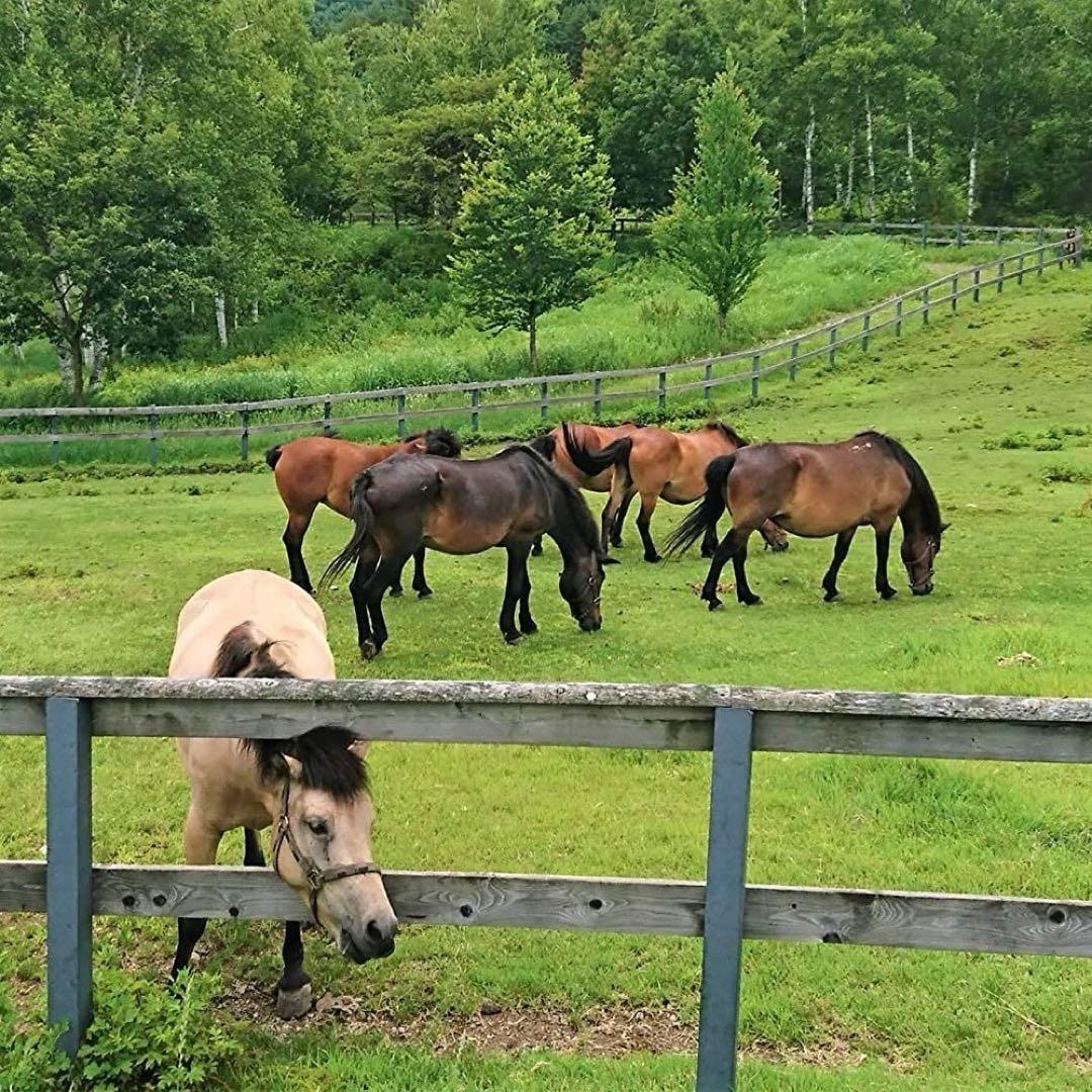 【 10個セット 】 北海道 日高 純馬油 プレミアムゴールド 120ml