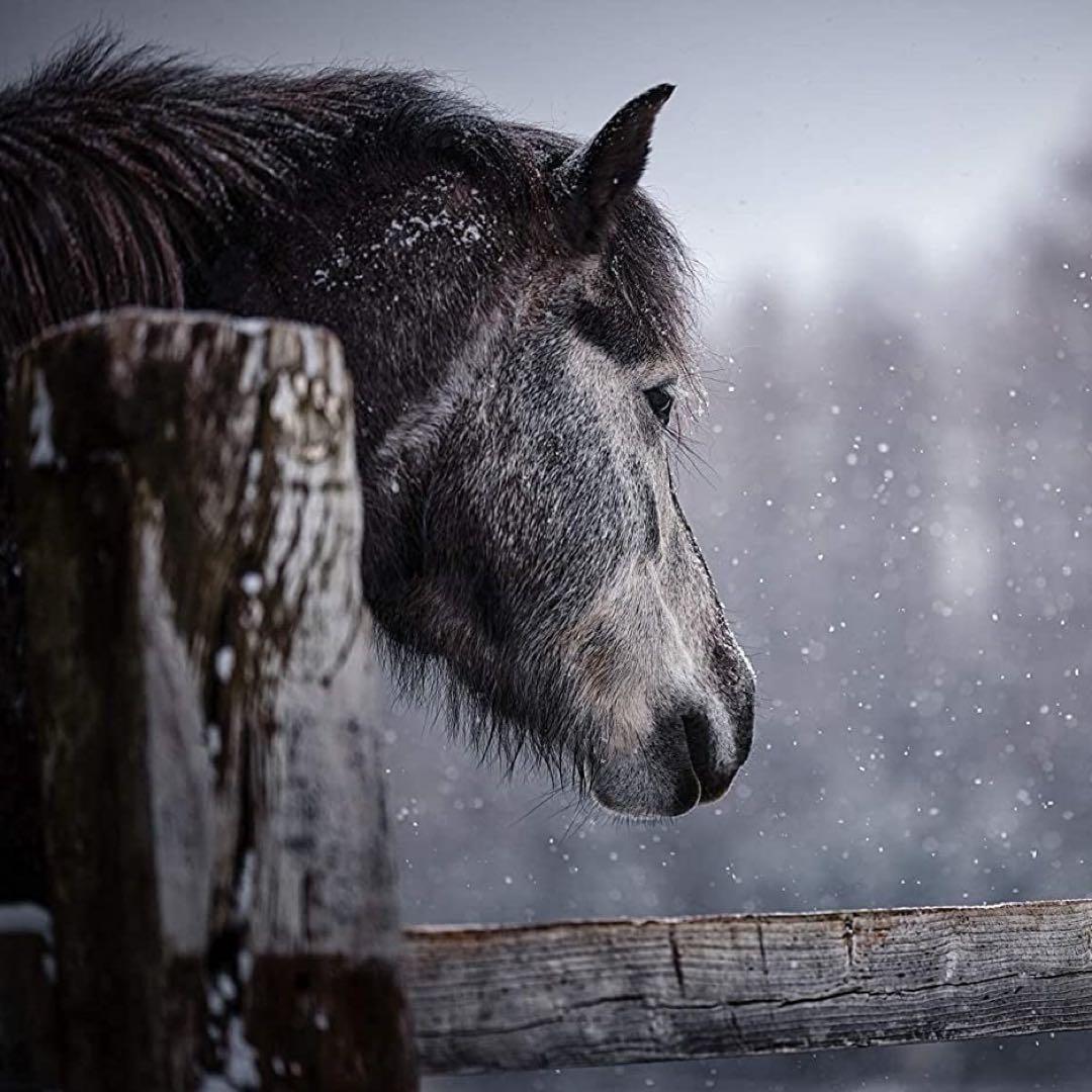 【 10個セット 】 北海道 日高 純馬油 プレミアムゴールド 120ml