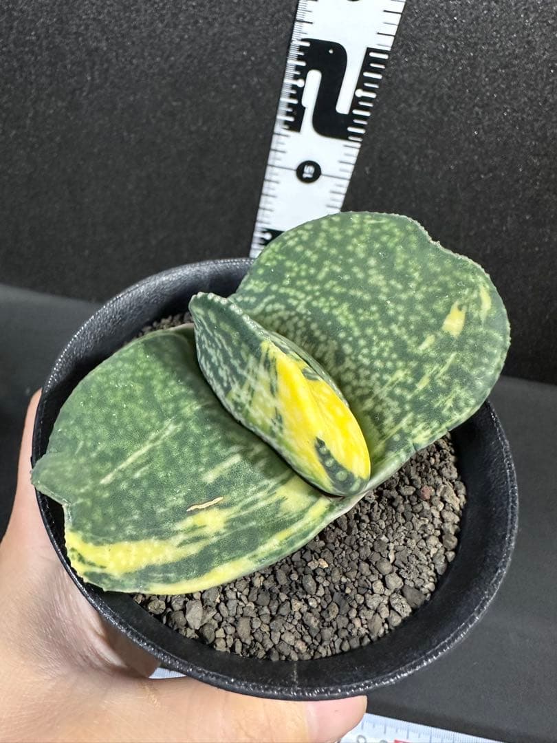 お問い合わせ苗　確認用