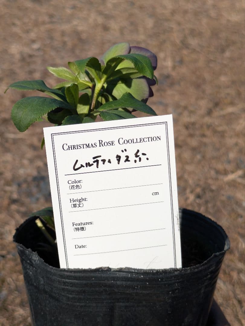 極美・原種交配｜クリスマスローズ リトルビースト ムルチフィダス系 開花株