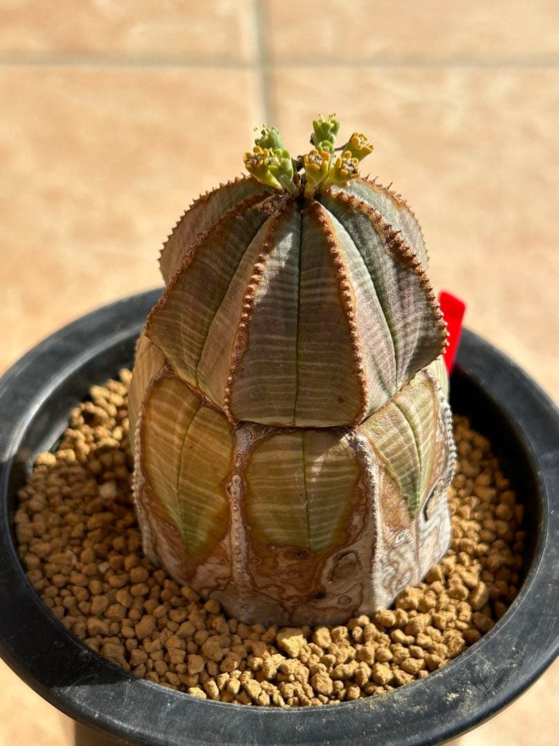 ユーフォルビア　オベサ