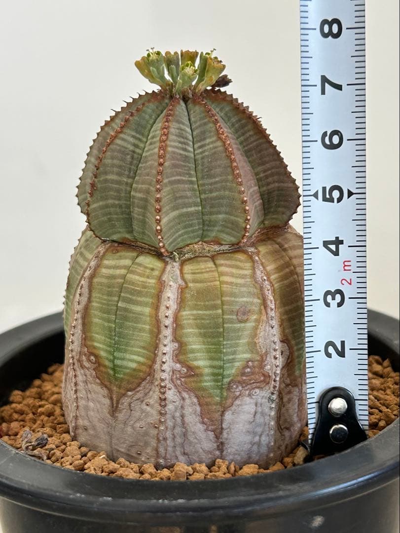 ユーフォルビア　オベサ