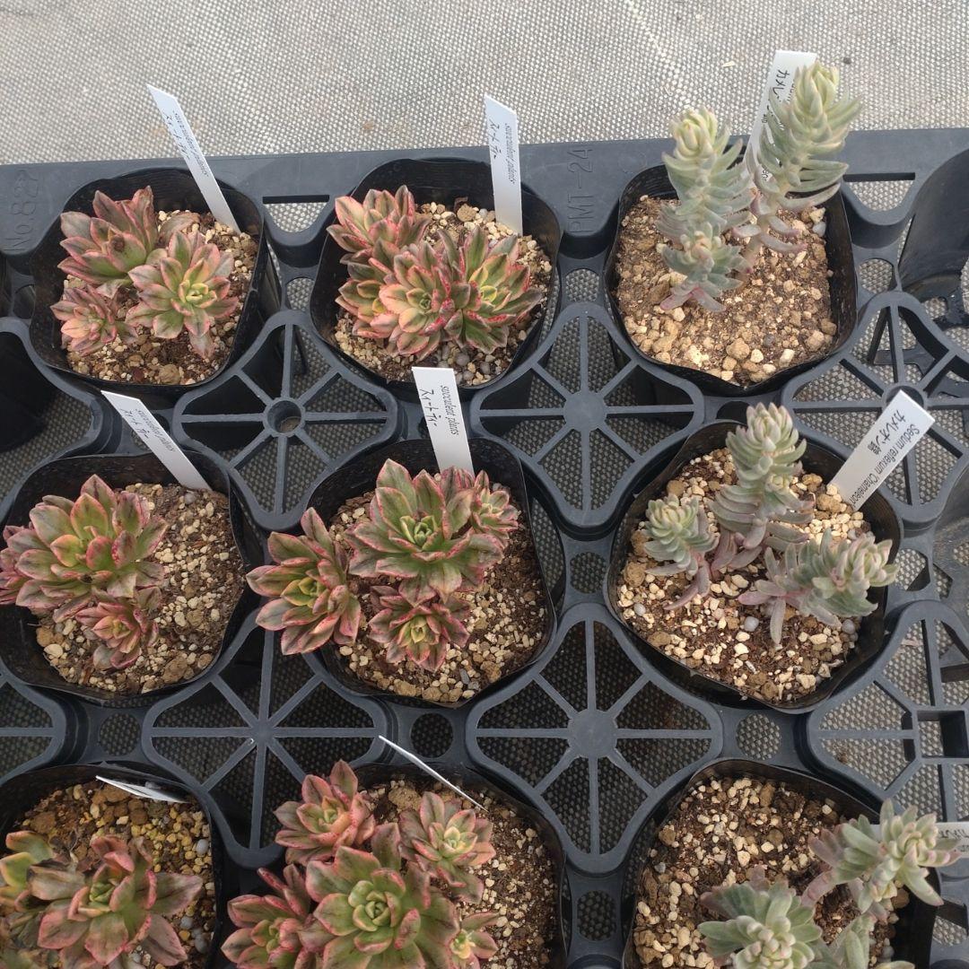 みつばちさん専用