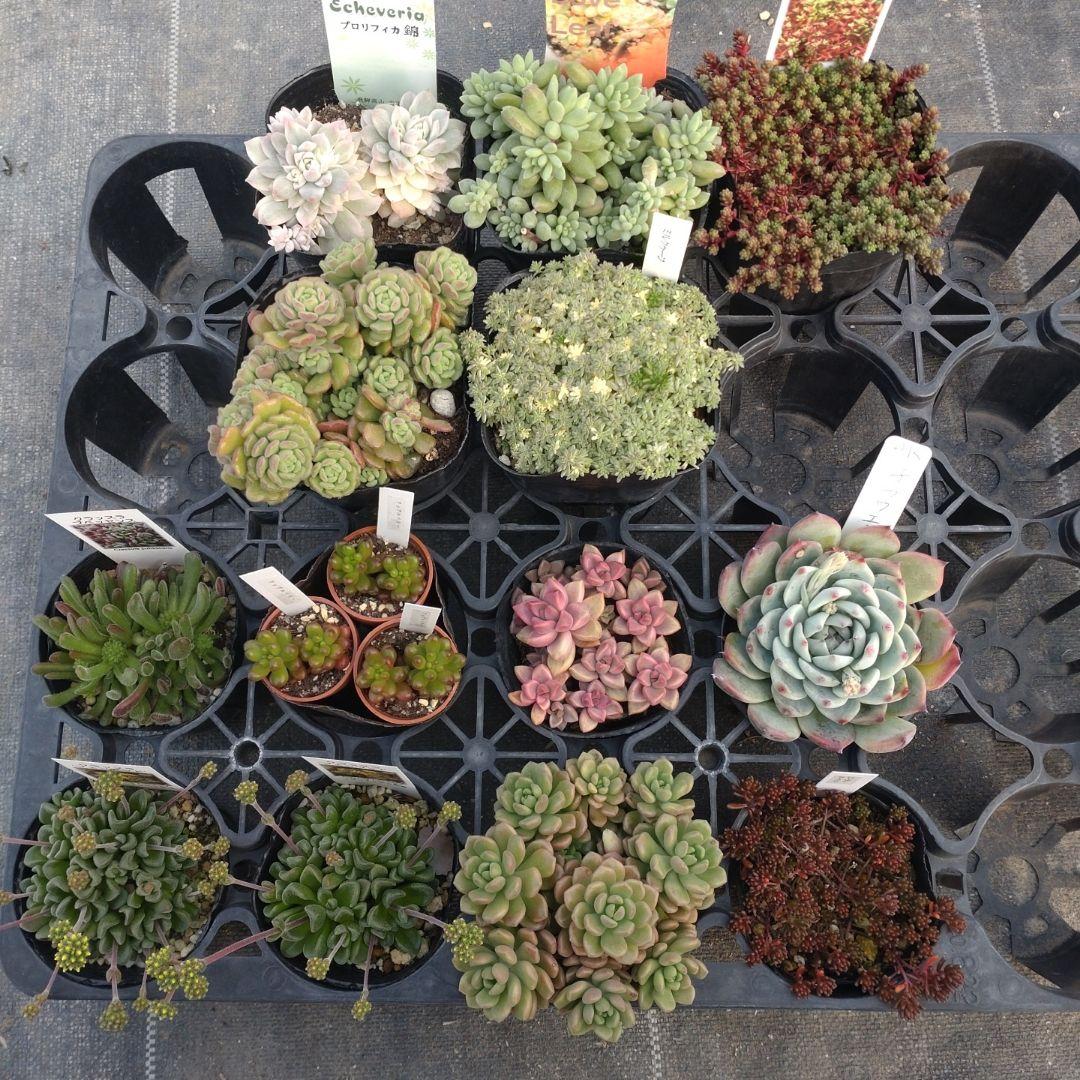 ぺぺ(✿ᴗ͈ˬᴗ͈)さん専用