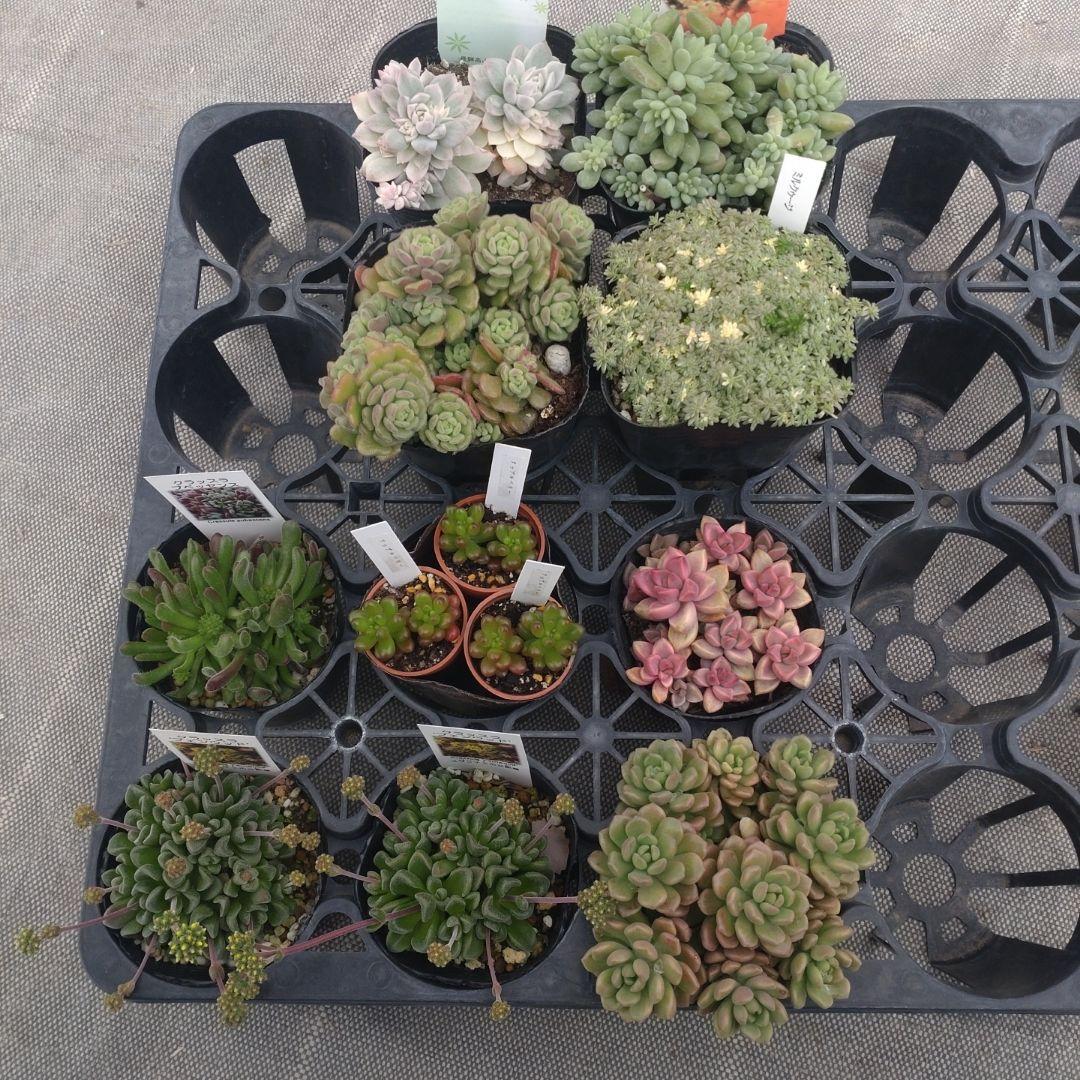 ぺぺ(✿ᴗ͈ˬᴗ͈)さん専用