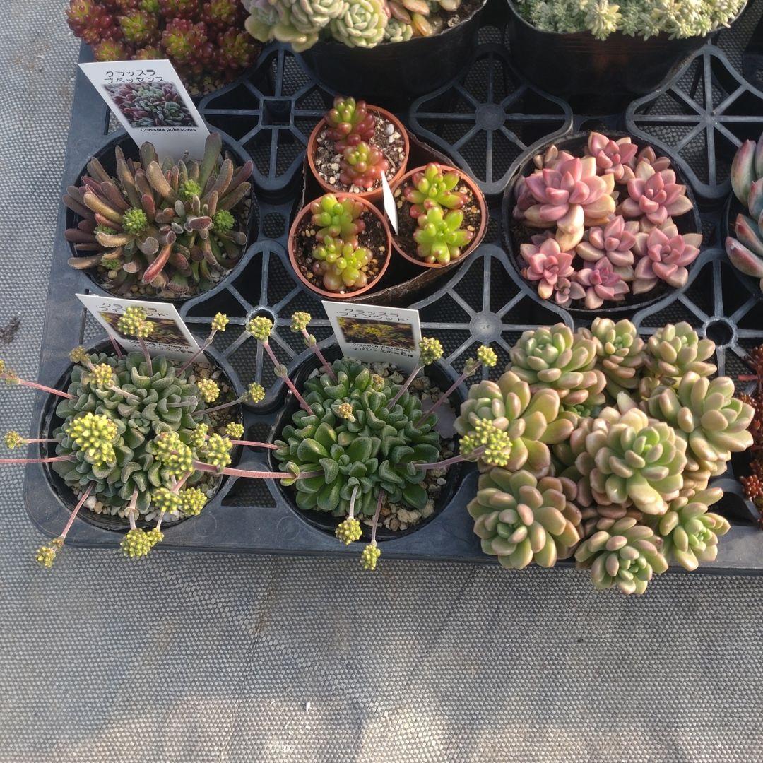 ぺぺ(✿ᴗ͈ˬᴗ͈)さん専用