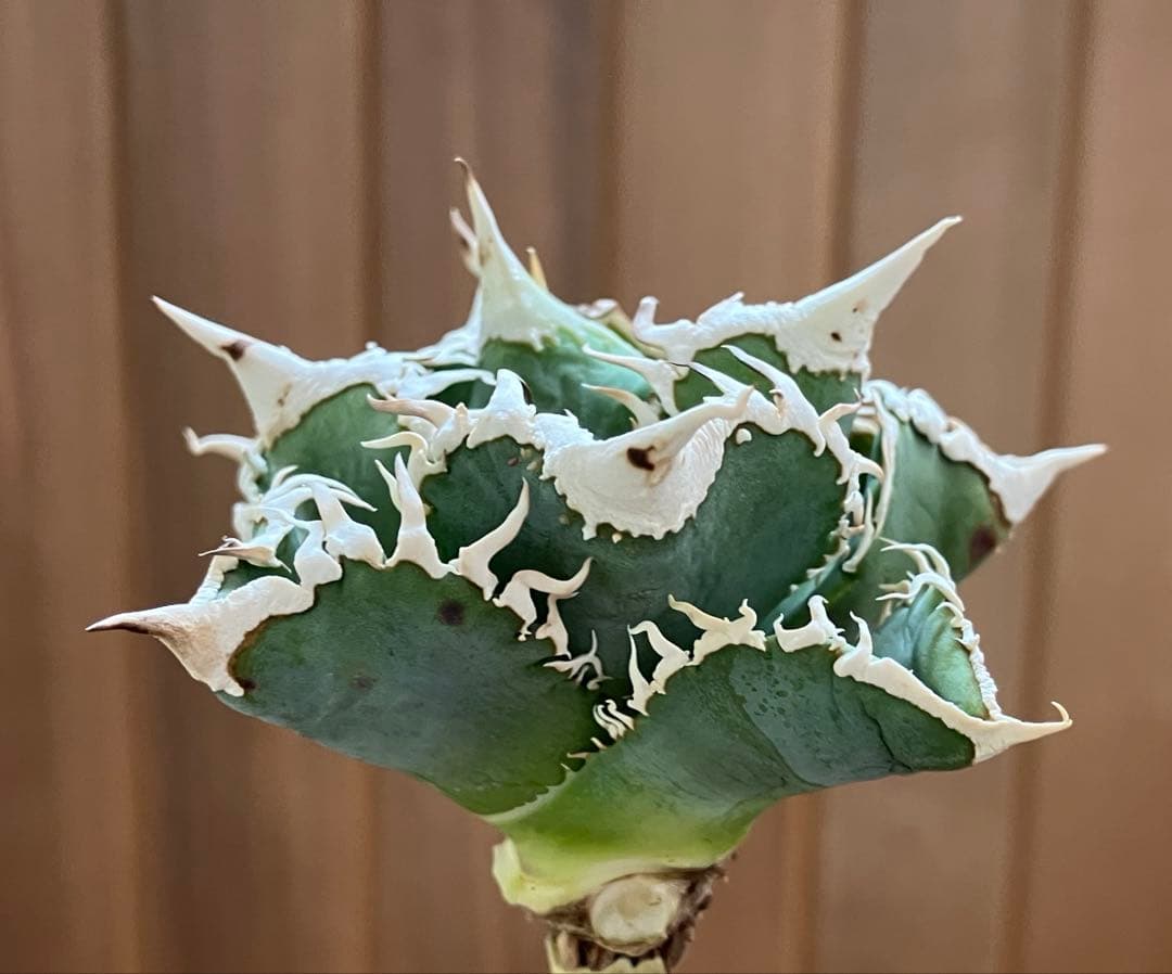 【初売り】75 超選抜　太棘　優秀　バンド幅特大　アガベ　白豪刺TC 匿名配送⑧