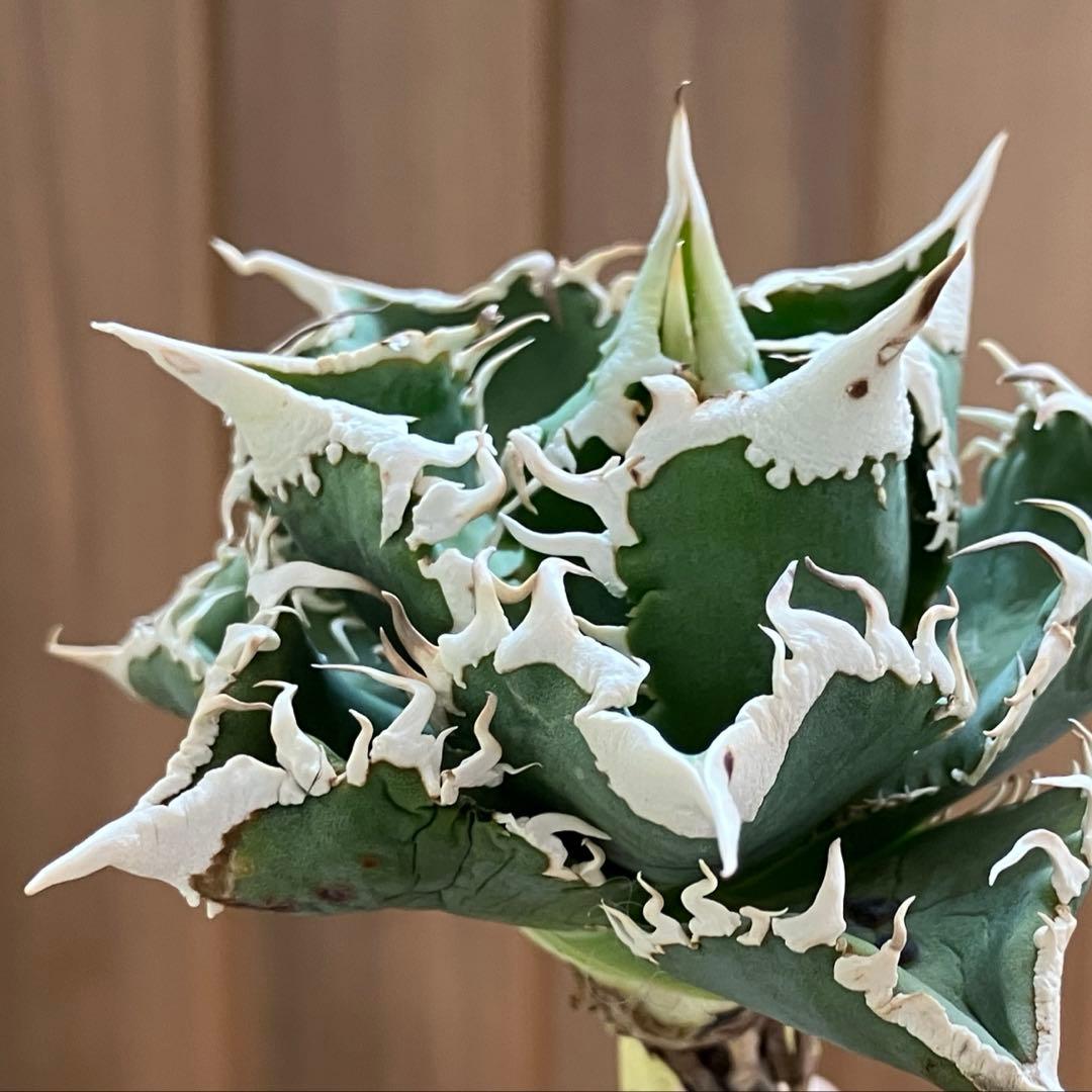 【初売り】75 超選抜　太棘　優秀　バンド幅特大　アガベ　白豪刺TC 匿名配送⑧