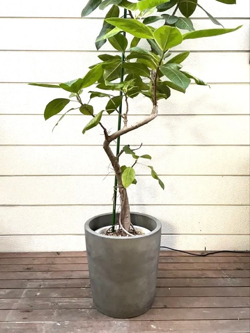 KONTON 鉢カバー 大型 インテリア 観葉植物