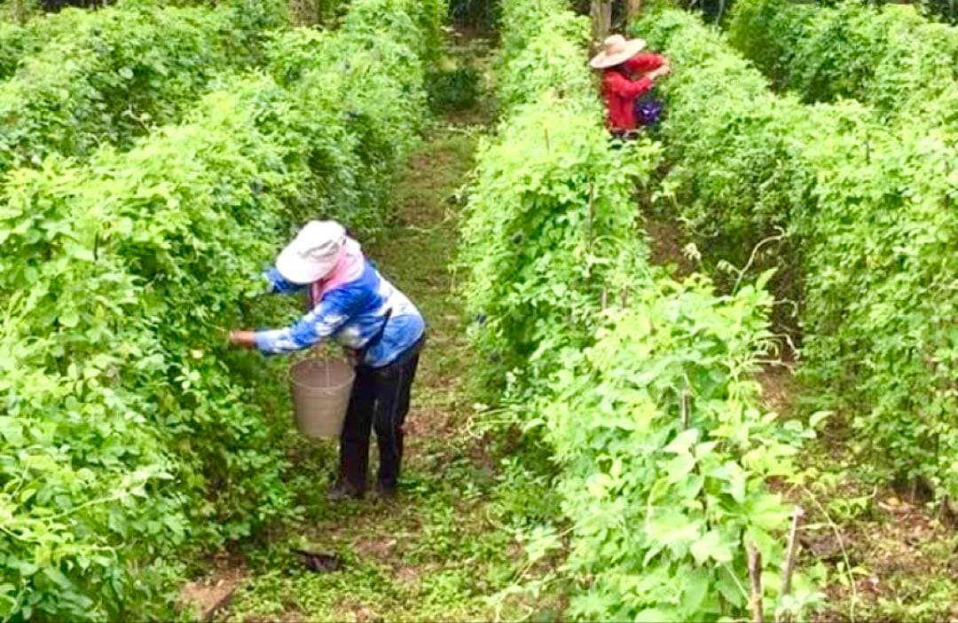 ●乾燥バタフライピーの花100gx5袋まとめてอัญชันAnchanアンチャンの花