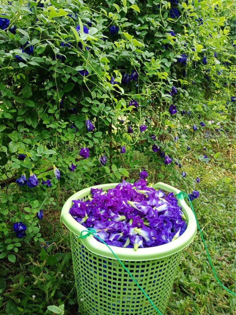 ●乾燥バタフライピーの花100gx5袋まとめてอัญชันAnchanアンチャンの花