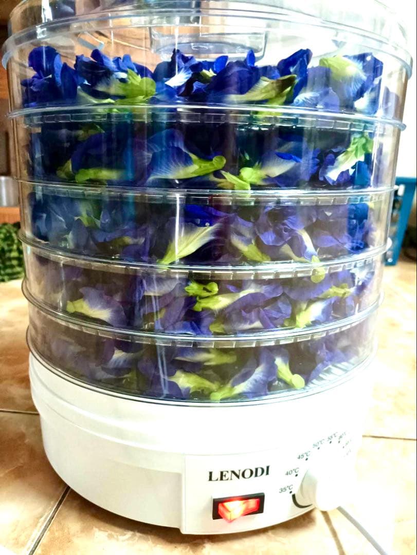 ●乾燥バタフライピーの花100gx5袋まとめてอัญชันAnchanアンチャンの花