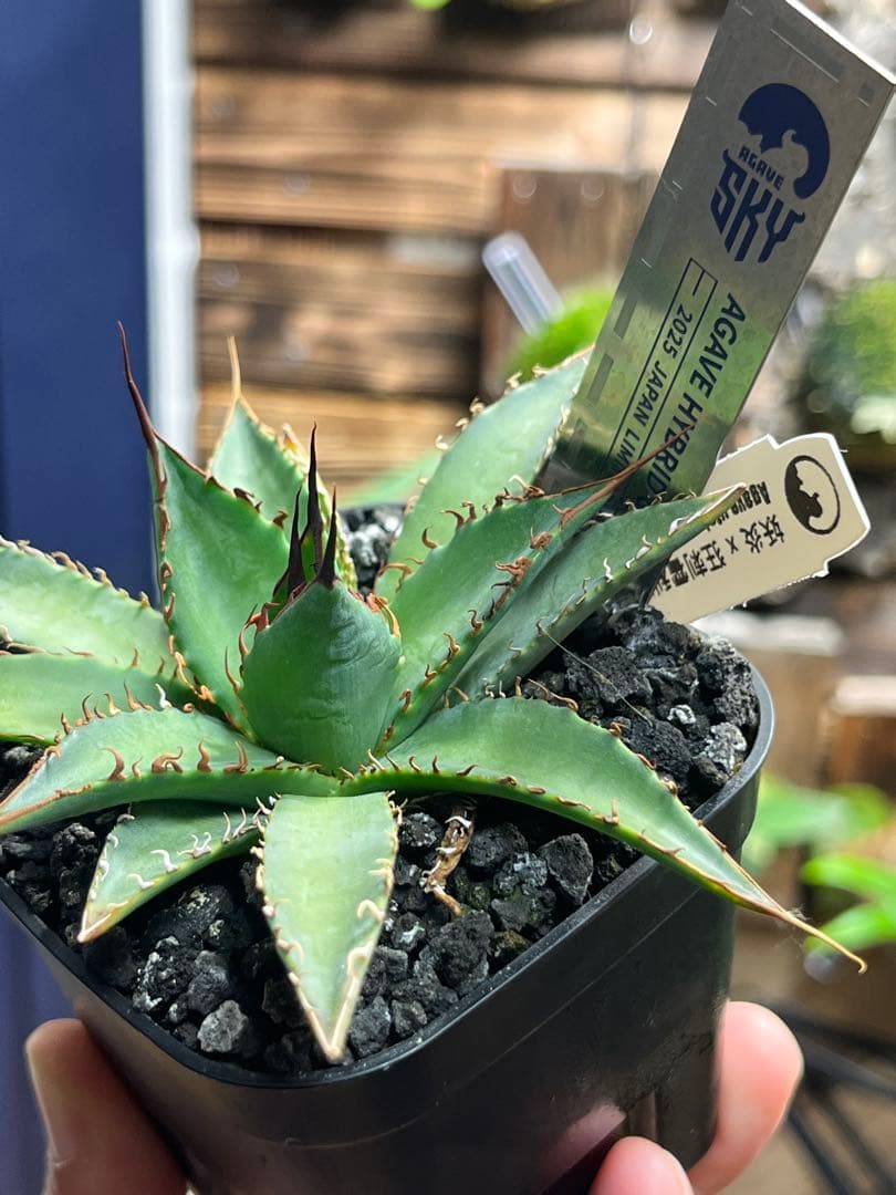 アガベ ハイブリッド 妖炎×狂刺霍利達 子株 agave hybrid