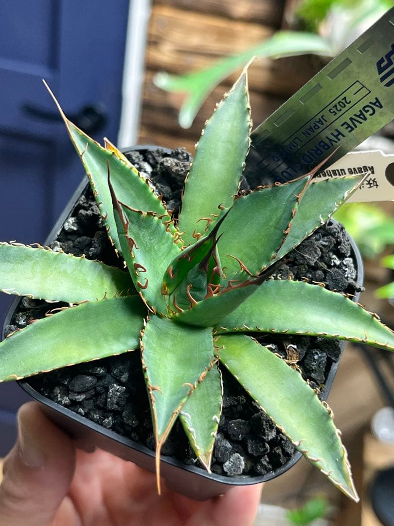 アガベ ハイブリッド 妖炎×狂刺霍利達 子株 agave hybrid