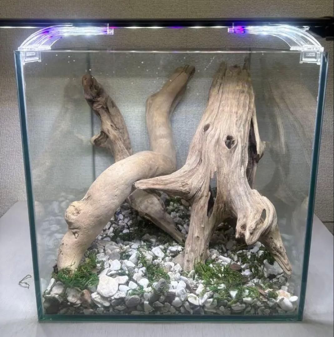 G80 天然流木　灰汁抜き処理済み　爬虫類　両生類　　インテリア　観葉植物