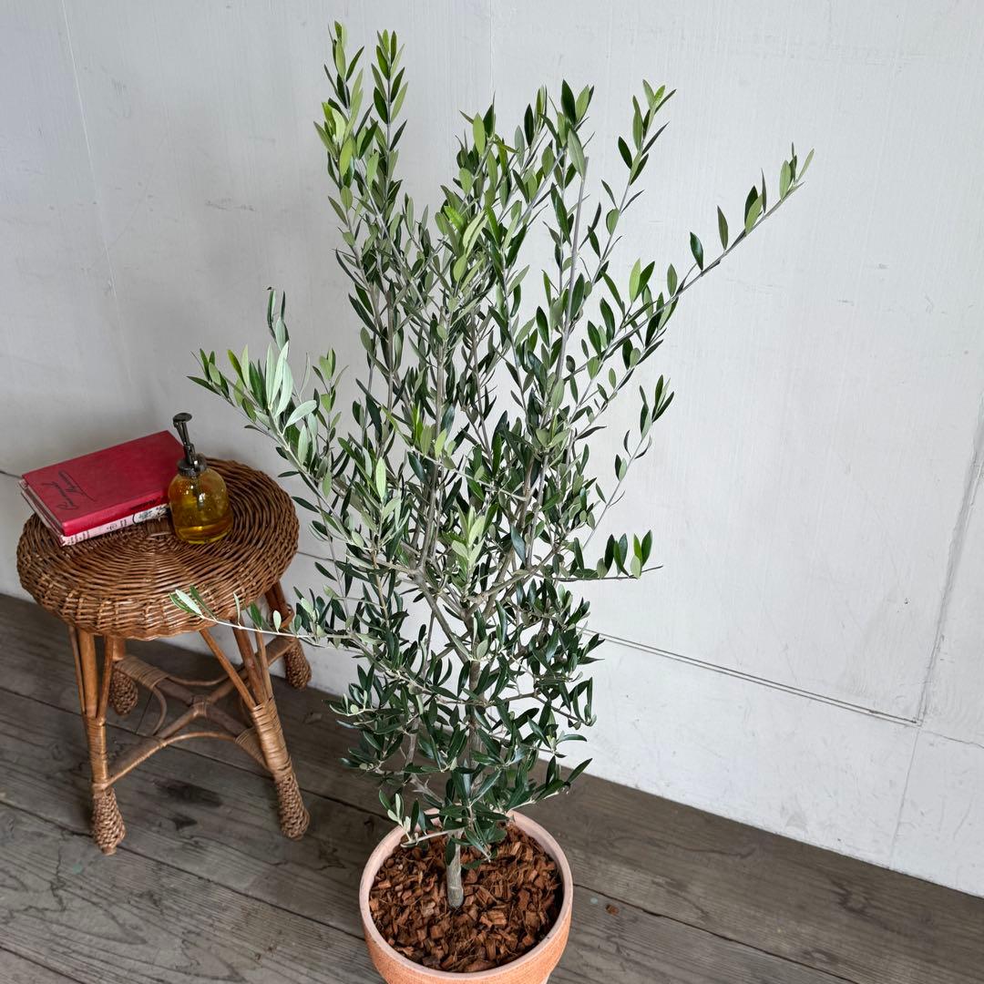 オリーブの木　イタリア製　テラコッタ植木　エルグレコ　H120