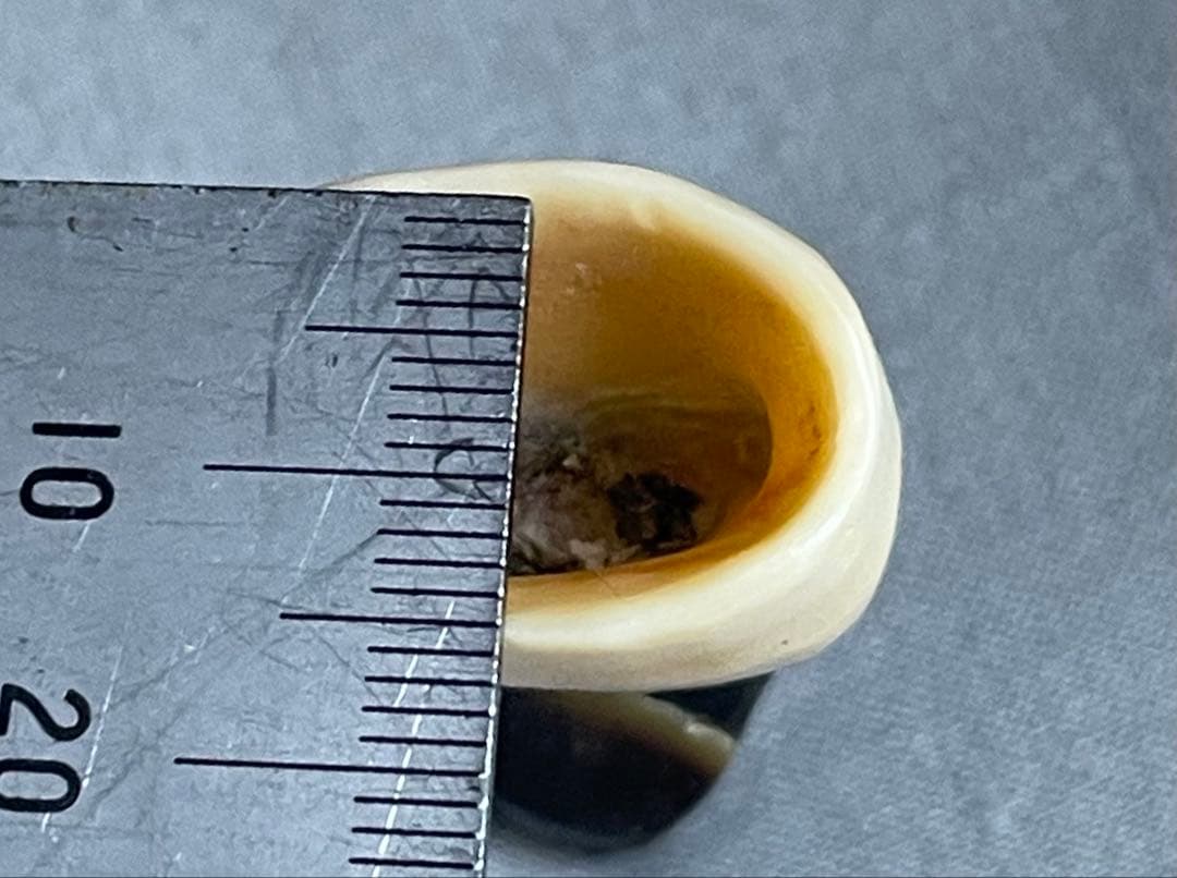 三線用　爪　鯨髭＋鯨歯　Aタイプ　最終出品分