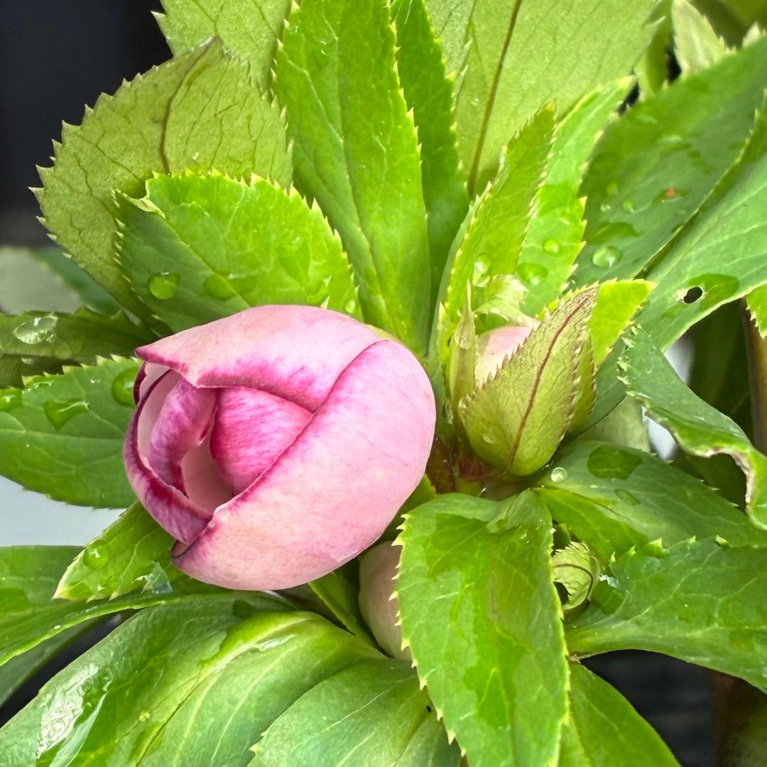 ヒ*イ様 ☘️限定1株☘️未株分け☘️花付き☘️タグ付き☘️3363⭐️ベビード