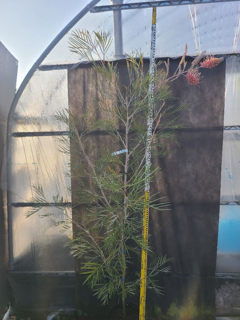 【花芽付き・大株】グレビレア ピンクサプライズ 7号鉢 高さ約200cm 希少