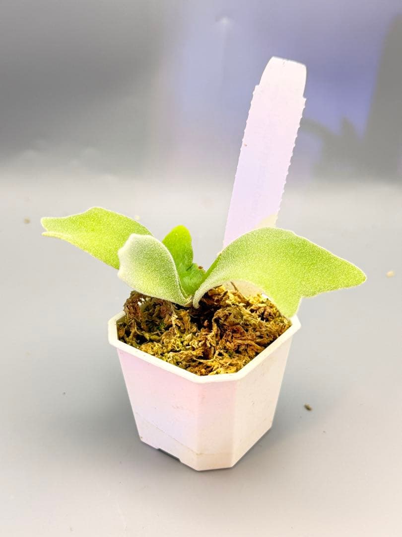 しーあ　ビカクシダ　P.willinckii Dwarf Nook