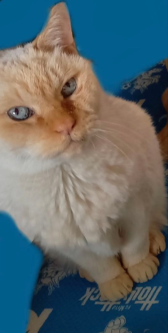 洋書　東野圭吾 『新参者』