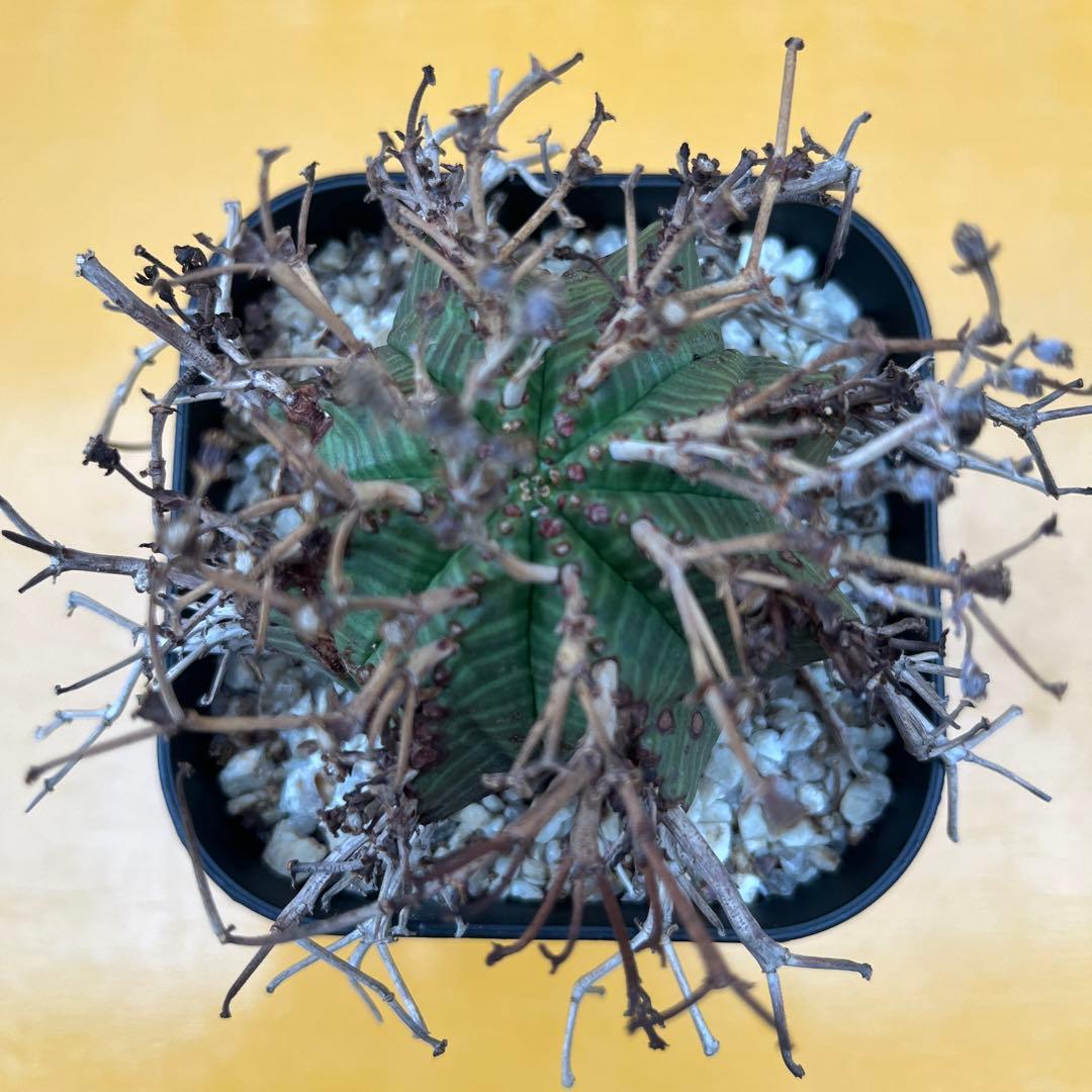 バリダ　ユーフォルビア　オベサ　ホリダ　2個セット