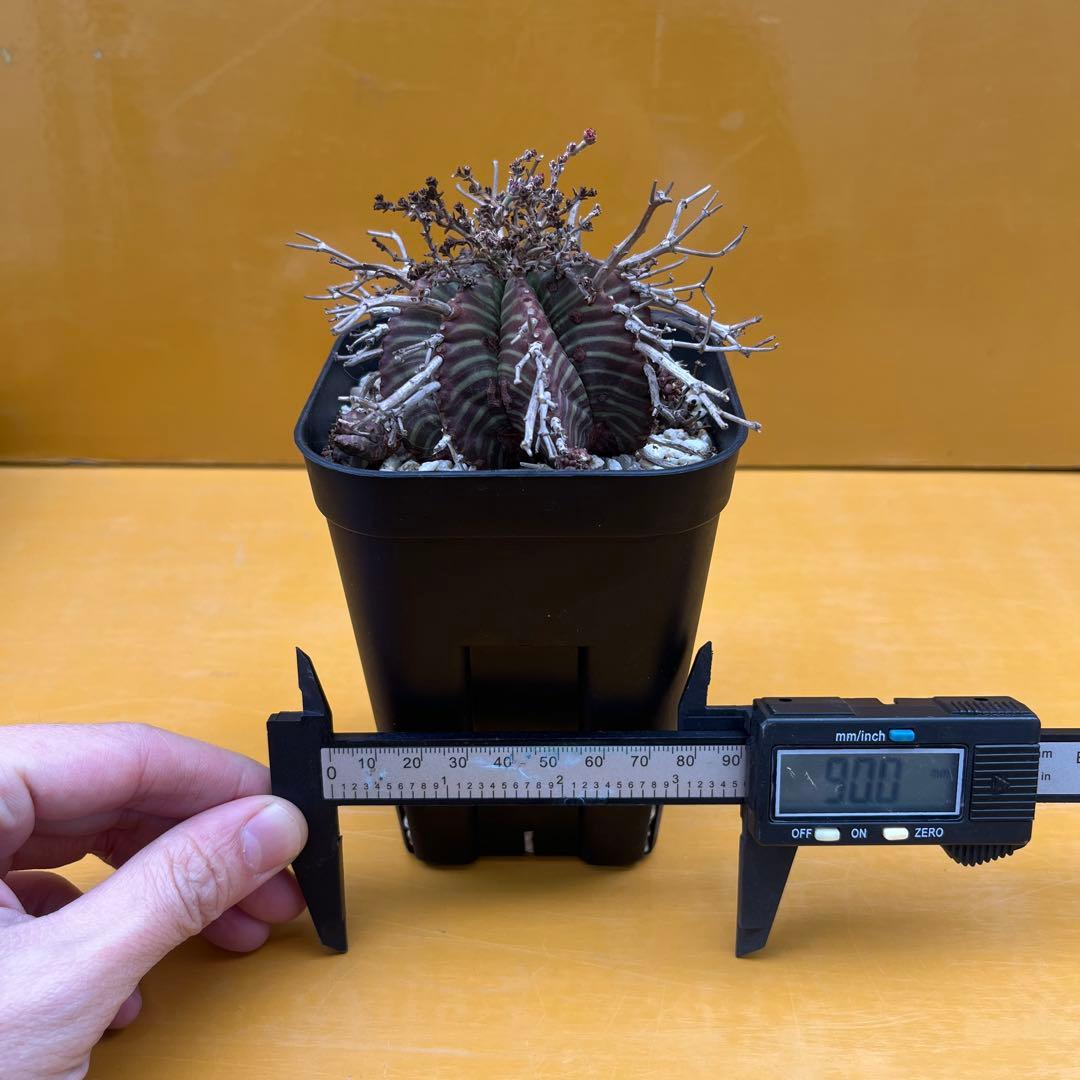 バリダ　ユーフォルビア　オベサ　ホリダ　2個セット