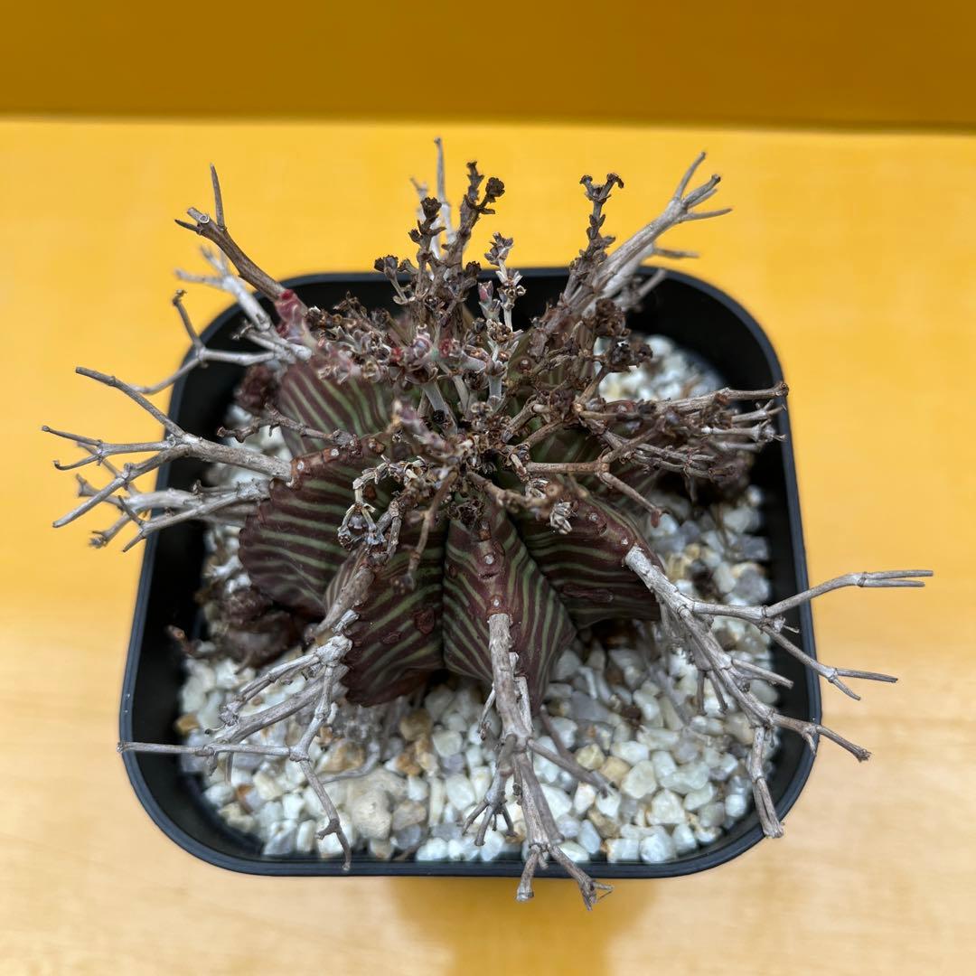 バリダ　ユーフォルビア　オベサ　ホリダ　2個セット