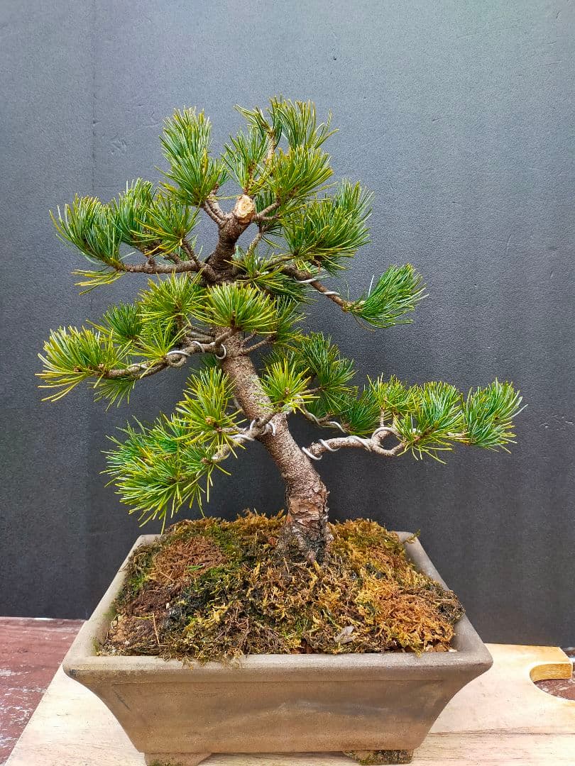 To4kazu様　五葉松　盆栽　模様木