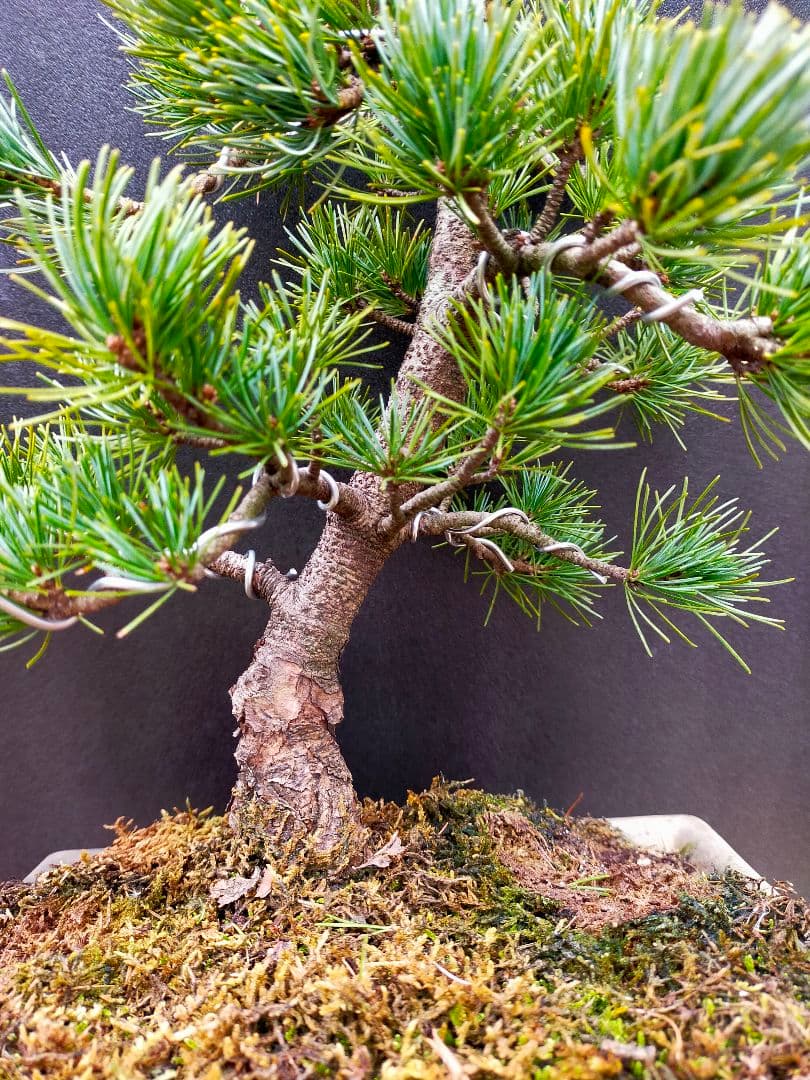 To4kazu様　五葉松　盆栽　模様木