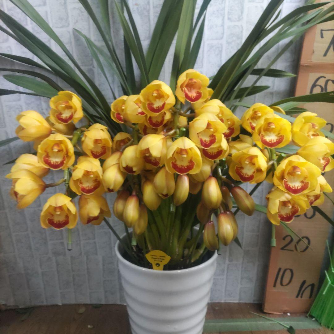 ⭐️シンピジュームアーチ５本立ち⭐️チャペルの鐘