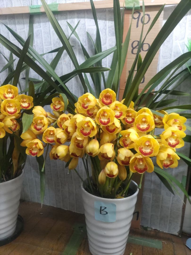 ⭐️シンピジュームアーチ５本立ち⭐️チャペルの鐘