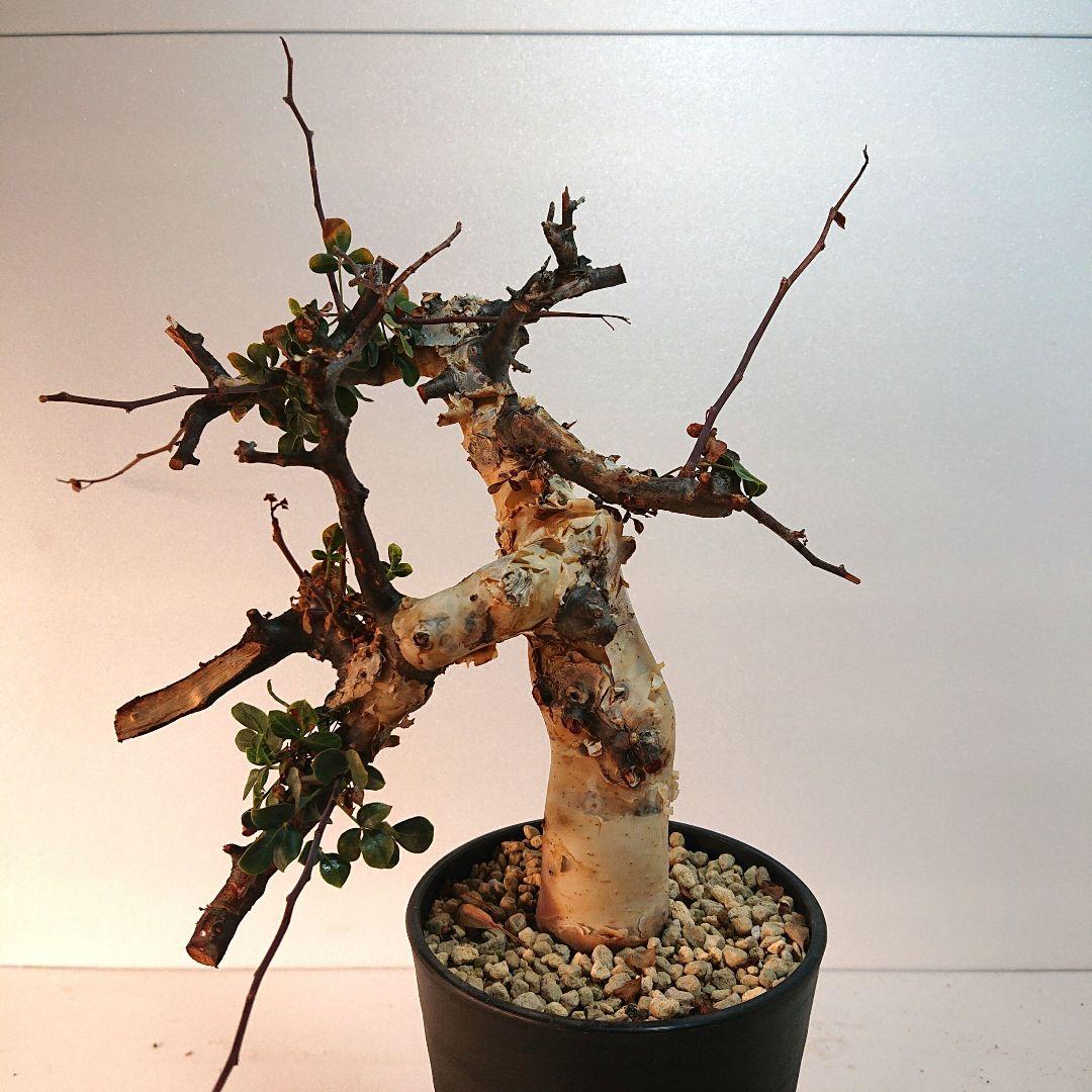 ②コミフォラ カタフ ピュア 塊根植物 現地株 パキプス