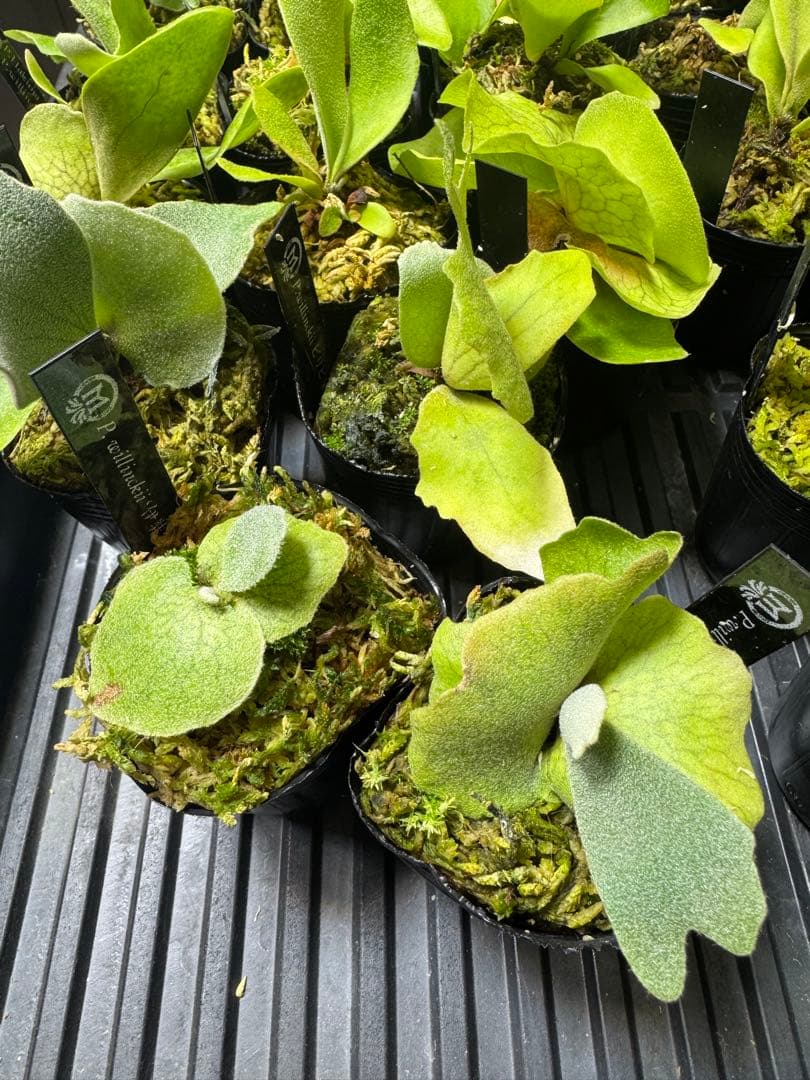 willinckii dwarf 2種　②