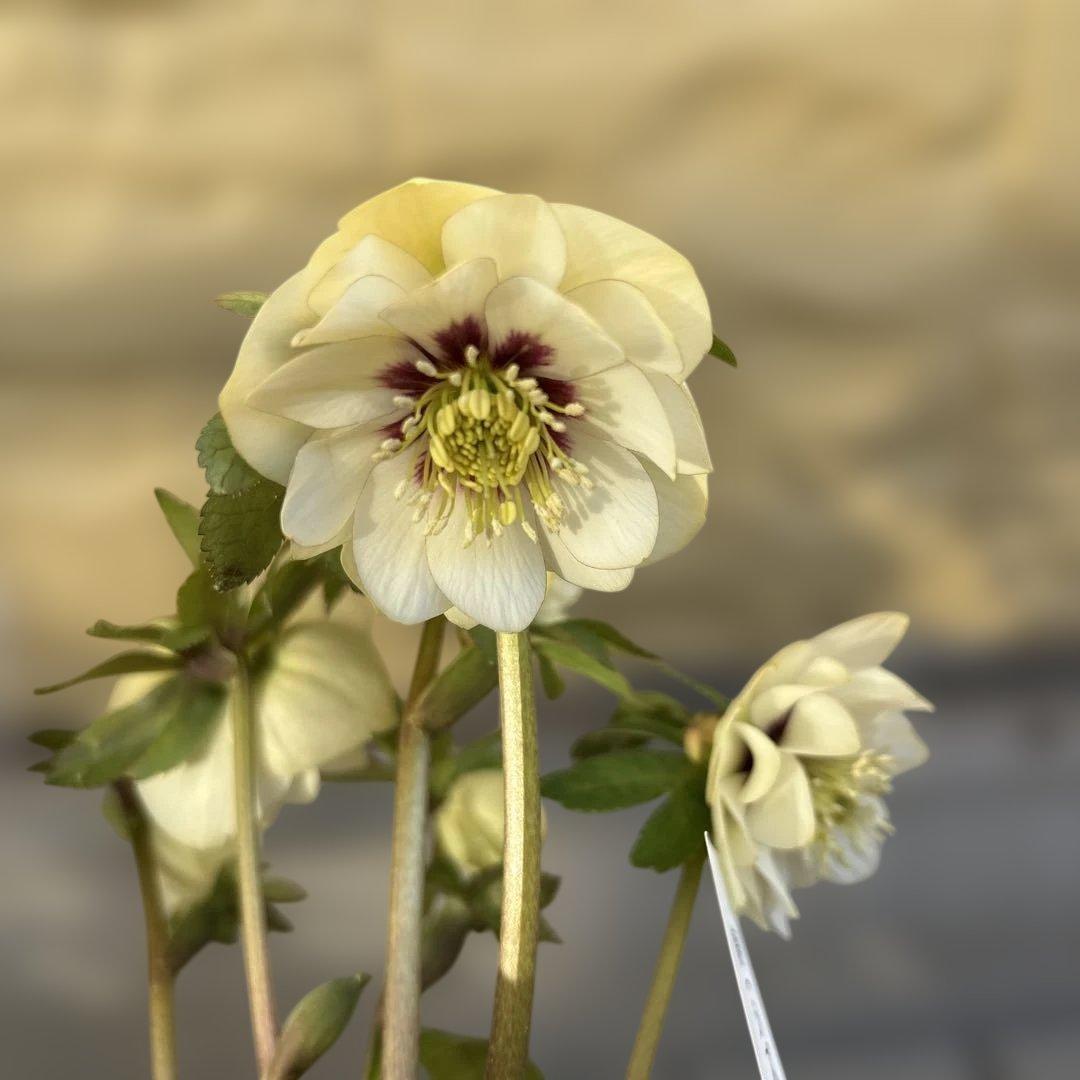 まい様ご依頼品