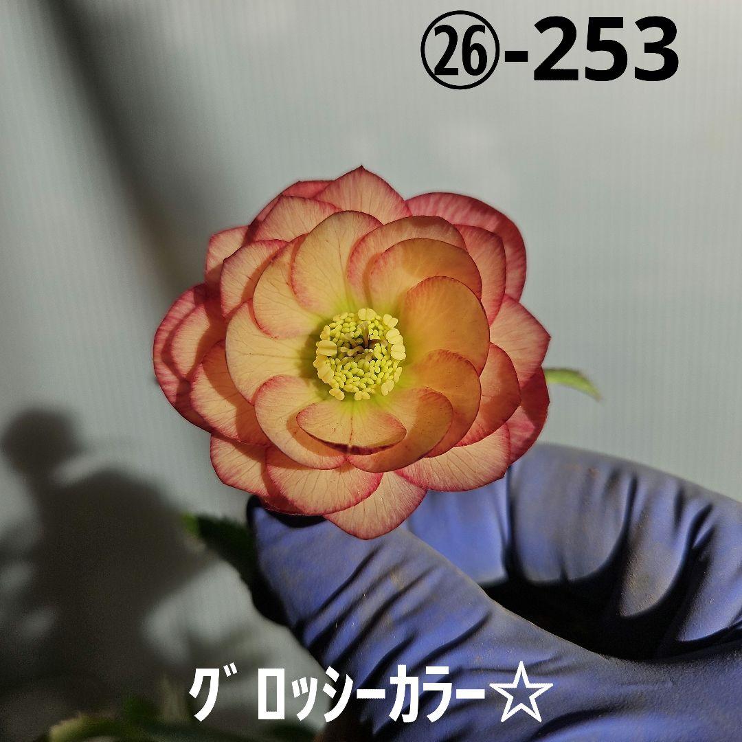 ㉖-253クリスマスローズ