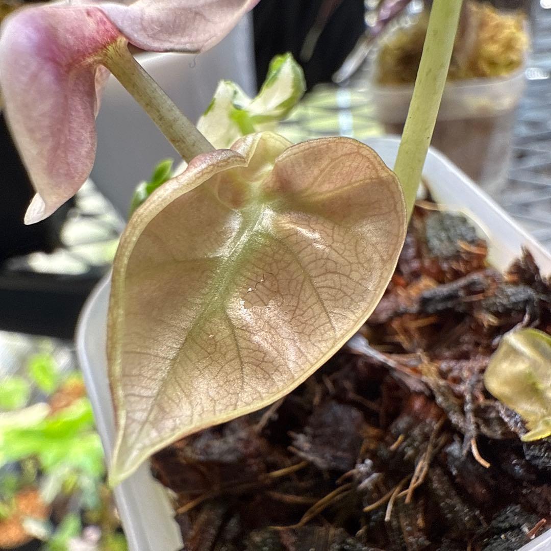 じ*む様 格安 アロカシア ハートバルーン ピンク