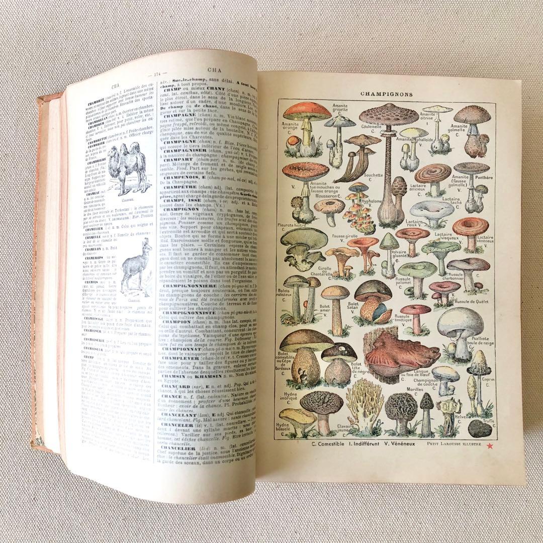1924年版　タンポポの装丁が可愛いフランスの大百科事典　ヴィンテージ