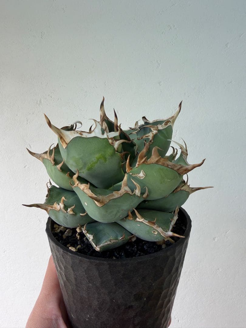 アガベ　大株セット【格安】