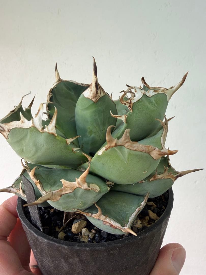 アガベ　大株セット【格安】