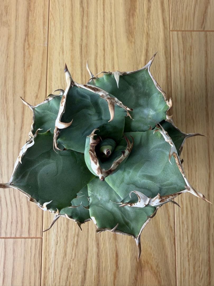 アガベ　大株セット【格安】