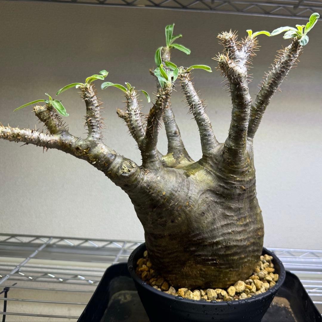 パキポディウム グラキリス 現地球 発根管理中